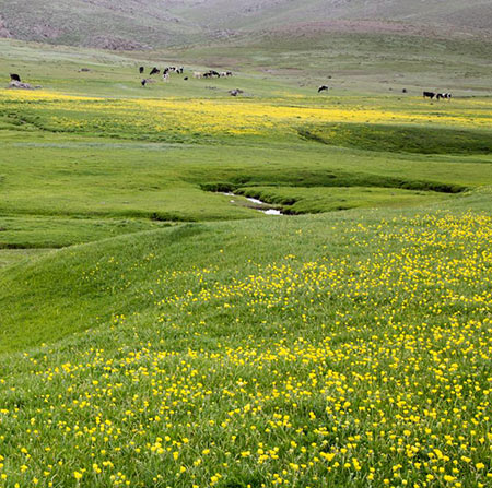 دانلود آهنگ گل لاله لاله رسول صدیقیان